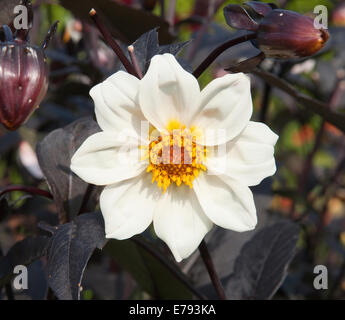 Dahlia - Twynings après huit dans le jardin de l'hôtel Hidden Valley Gardens à Cornwall sur une après-midi d'été Banque D'Images