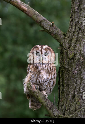 Tawny Owl (Strix Aluco enr.) pas un hibou sauvage Banque D'Images