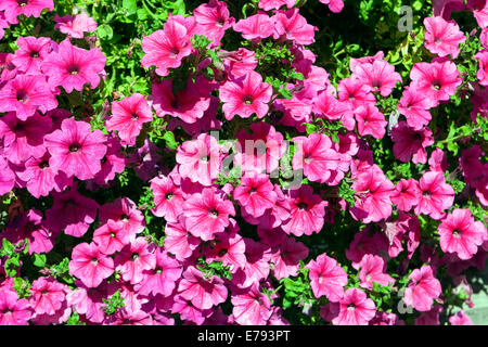 Plantes de pétunia rose fleurs fleurissant plantes de litière violettes Banque D'Images