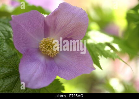 Bois japonais Coquelicot Banque D'Images