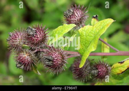 Une plus grande bardane Arctium lappa Banque D'Images