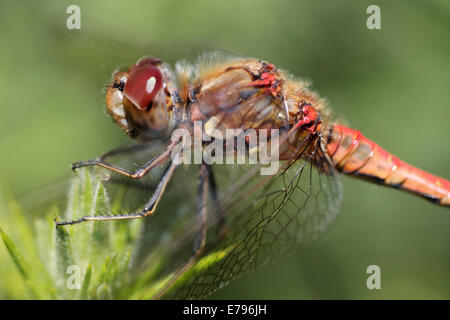 Sympetrum striolatum mâle vert commun Banque D'Images