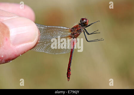 Un mâle Sympetrum sanguineum Dard Ruddy étant détenu par les ailes par un naturaliste Banque D'Images