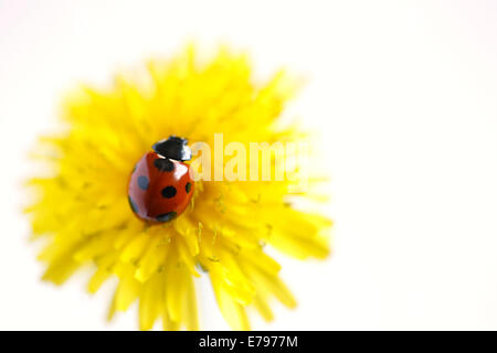 Coccinelle sur le pissenlit Banque D'Images