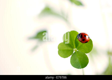 Coccinelle sur clover Banque D'Images