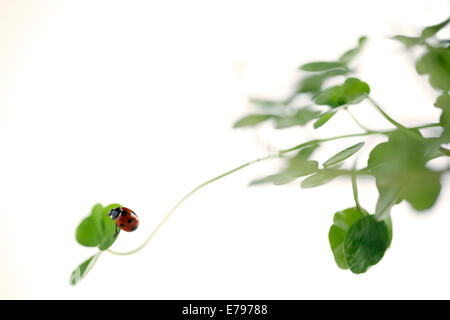 Coccinelle sur clover Banque D'Images