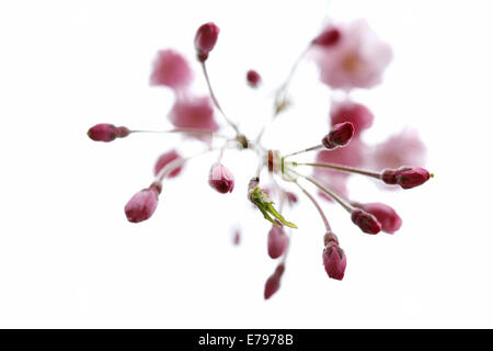 Cerisiers en fleurs Banque D'Images