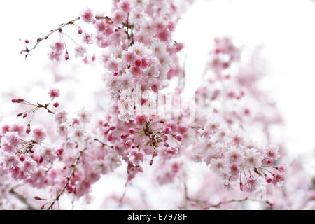 Cerisiers en fleurs Banque D'Images