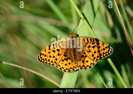 Dark green fritillary butterfly UK Banque D'Images