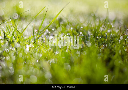 L'heure d'été flou fond d'herbe rosée Banque D'Images