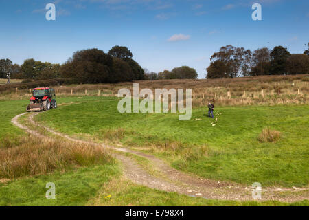 Red Kite Gigrin Farm ; alimentation ; Tulle ; Pays de Galles ; UK Banque D'Images