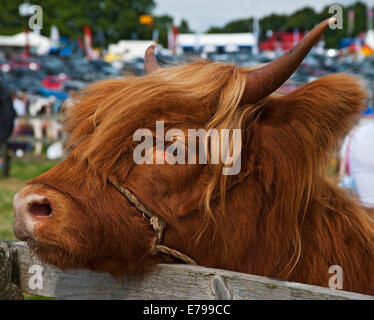 Gros plan de la tête de la vache de bétail Highland au Ryedale Show Country Kirkbymoorside North Yorkshire Angleterre Royaume-Uni Grande-Bretagne GB Banque D'Images