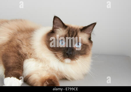 Chat Ragdoll Banque D'Images