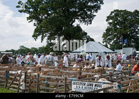 Animaux d'élevage de moutons dans des enclos et des agriculteurs au Ryedale Country Show en été Kirkbymoorside North Yorkshire Angleterre Royaume-Uni Grande-Bretagne GB Banque D'Images