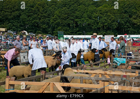 Agriculteurs à juger Suffolk moutons en été Ryedale Show Country Kirkbymoorside North Yorkshire Angleterre Royaume-Uni Grande-Bretagne GB Banque D'Images