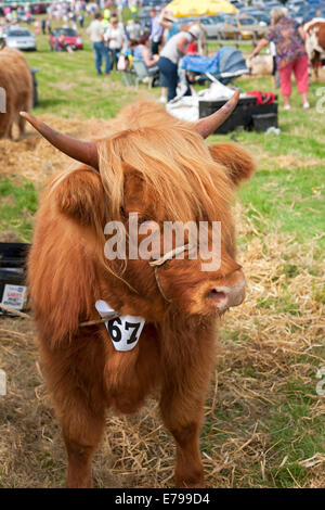 Gros plan sur la vache de bétail des Highlands au Ryedale Country Show En été Kirkbymoorside North Yorkshire Angleterre Royaume-Uni GB Grande-Bretagne Banque D'Images