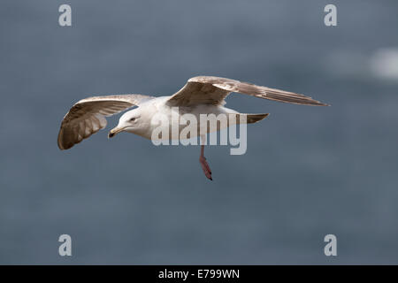 Goéland argenté Larus argentatus ; ; 2e été oiseau ; Royaume-Uni ; Banque D'Images