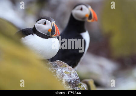 Macareux moine (Fratercula arctica) paire adultes sur les roches du littoral. Iles Farne. Le Northumberland. UK. Banque D'Images