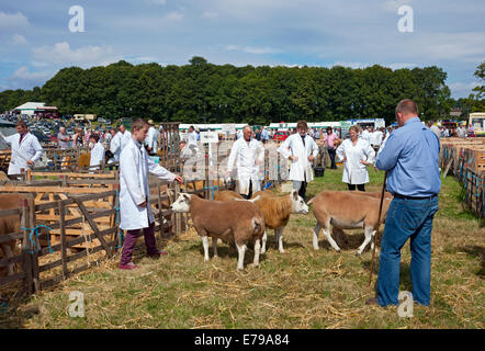 Agriculteurs montrant leur bétail mouton au Ryedale Country Show en été Kirkbymoorside North Yorkshire Angleterre Royaume-Uni GB Grande-Bretagne Banque D'Images