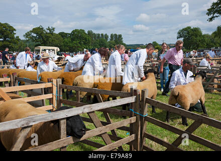 Agriculteurs au Sheep Judging au Ryedale Show en été Kirkbymoorside North Yorkshire Angleterre Royaume-Uni GB Grande-Bretagne Banque D'Images