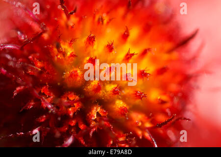Macro fleur fleur Banque D'Images