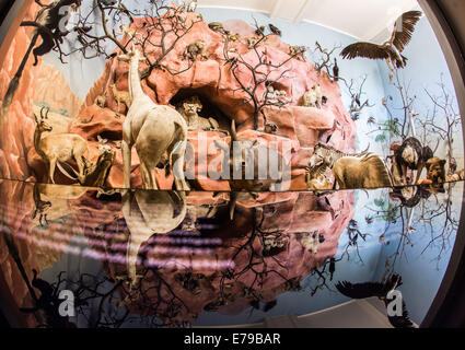 Darmstadt, Allemagne. Sep 10, 2014. Le diorama d'un paysage africain avec des figures d'animaux a été restauré au Hessisches Landesmuseum de Darmstadt, Allemagne, 10 septembre 2014. Le musée a été rénové au coût de 80 millions d'euros et rouvrira le 11 septembre après sept ans. Il est l'un des plus anciens musées appartenant au public en Allemagne. Il abrite des collections de l'histoire pré et au début, peinture, collections zoologiques ainsi que l'archéologie grecque et romaine. Photo : FRANK RUMPENHORST/dpa/Alamy Live News Banque D'Images