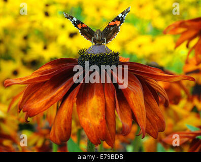 Maintenant que l'été tire à sa fin un amiral rouge papillon se nourrit sur un Rudbeckia dans West Dean Gardens, près de Chichester, West Sussex Banque D'Images