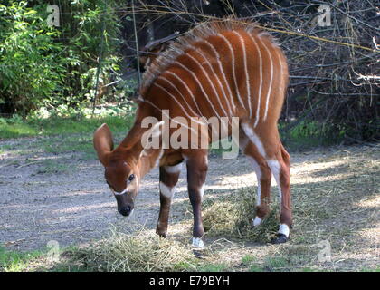 L'antilope Bongo Tragelaphus eurycerus (veau) Banque D'Images