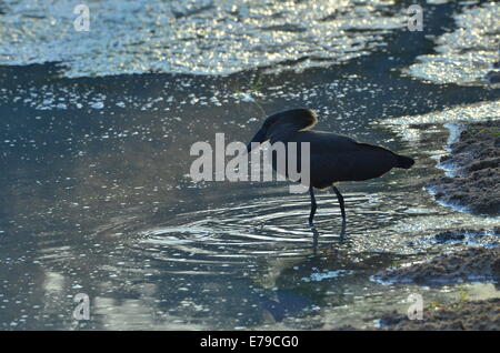 Hamerkop Scopus umbretta cap ou la pêche aux grenouilles en rivière, Kruger Park Banque D'Images