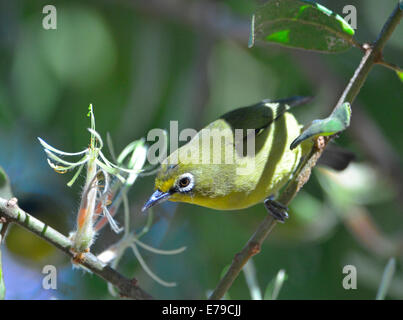 Cape whit-eye bird manger nectar de plante parasite, Kruger Park, Afrique du Sud Banque D'Images