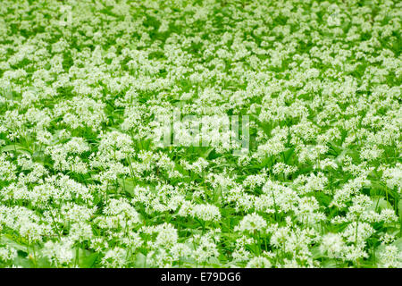 Ramsons ou ours ail (Allium ursinum), la floraison, Parc national du Hainich, Thuringe, Allemagne Banque D'Images