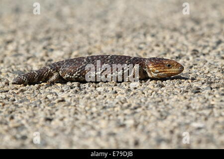 Un blue-tongued lizard (correctement nommée blue-tongued skink) réchauffe elle-même sur une route de bitume un matin de printemps - l'ouest de l'Australie Banque D'Images