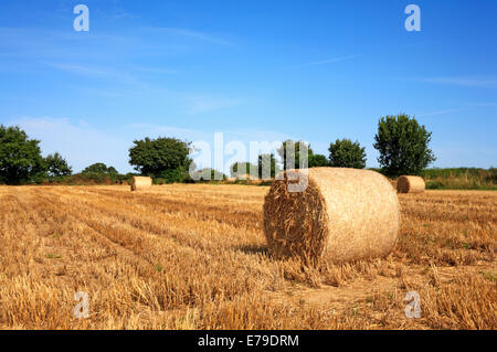 Tour de bottes de paille et chaume sur une ferme de Norfolk après la récolte des cultures principales. Banque D'Images