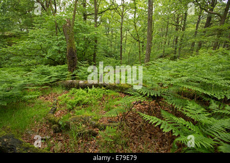 Forêts verdoyantes dense de fougères et de chênes de National Trust Monk Coniston estate dans Lake District, Cumbria England Banque D'Images