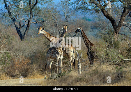 Trois girafes debout dans road sous de hauts arbres acaia dans Kruger Park, Afrique du Sud. Banque D'Images