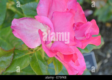 ' Tanezamor' Romance Rosa Banque D'Images