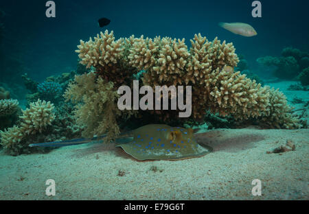 (Taeniura lymma Bluespotted ray) dans la mer Rouge, Egypte Banque D'Images