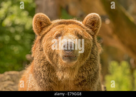 Ours brun (Ursus arctos) en regardant dans l'appareil photo Banque D'Images