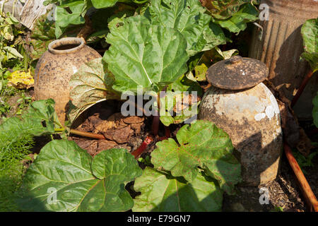 La rhubarbe forcers en terre cuite dans le potager à ia Rosemoor,le nord du Devon. Banque D'Images