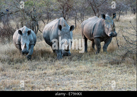 L'Afrique du Sud, Kruger NP, rhinocéros blanc, Ceratotherium simum Banque D'Images