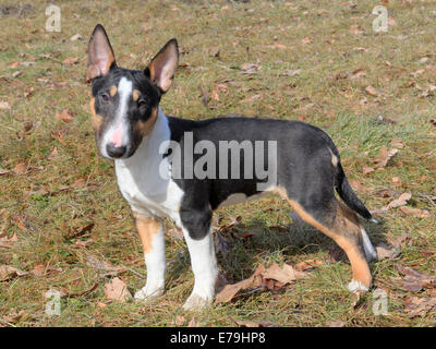 Bull Terrier miniature dans le jardin d'automne Banque D'Images