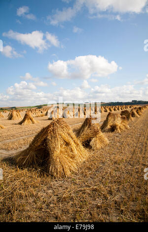 Meules de blé récoltés pour chaume séchage permanent dans un champ après la récolte, Marden, Wiltshire, Angleterre Banque D'Images