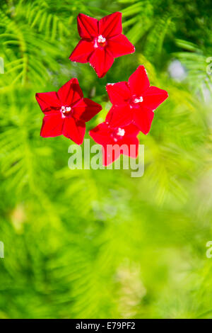 Quamoclit, petites fleurs rouges Banque D'Images