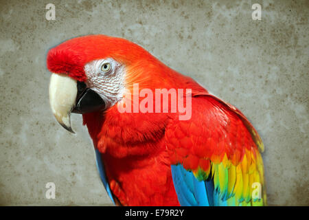 Parrot - ara rouge sur fond de l'ancien papier vieilli Banque D'Images