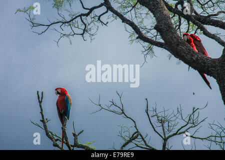 Aras rouges dans les arbres - Vue de trois branches d'arbres sur les aras rouges Banque D'Images