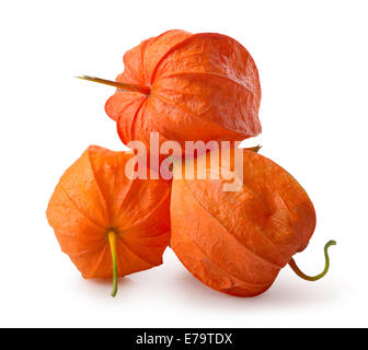 Trois fleurs de physalis isolé sur fond blanc Banque D'Images