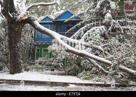 Calgary, Alberta, Canada, 10 sept., 2014. Comme la neige qui tombe des couvertures du sol, le poids de la neige humide accumulé provoque une rupture, membre de l'arbre d'une scène répétée plusieurs fois sur la ville. Le centre des opérations d'urgence de Calgary a ouvert ses portes en réponse à la fin de l'été tempête qui a conduit à à des pannes, des arbres tombés et des accidents de la circulation. Le maire Nenshi a annoncé sur Twitter que les 3 priorités sont la sécurité publique, de rétablir le courant et d'éliminer les débris. Credit : Rosanne Tackaberry/Alamy Live News Banque D'Images