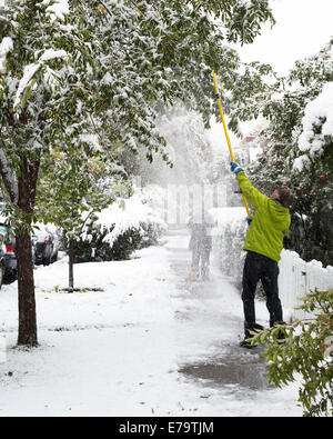 Calgary, Alberta, Canada, 10 sept., 2014. Comme la neige qui tombe des couvertures du sol, un homme agite un arbre des neige mouillée et éviter les dommages. Le centre des opérations d'urgence de Calgary a ouvert ses portes en réponse à la fin de l'été tempête qui a conduit à à des pannes, des arbres tombés et des accidents de la circulation. Le maire Nenshi a annoncé sur Twitter que les 3 priorités sont la sécurité publique, de rétablir le courant et d'éliminer les débris. Credit : Rosanne Tackaberry/Alamy Live News Banque D'Images