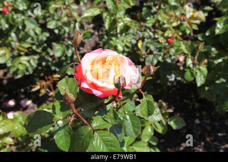 Rosa 'troïka' Poumidor Banque D'Images