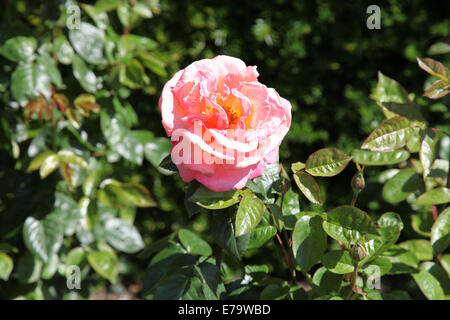 Rosa 'troïka' Poumidor Banque D'Images